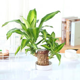 Gronaa Brazilian Lucky Wood, Mini Home Plant Decorations