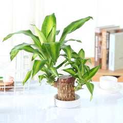 Gronaa Brazilian Lucky Wood, Mini Home Plant Decorations