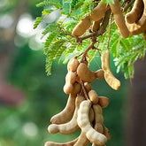 Gronaa Tamarind Seeds (Free Pot Mixture 100 gm)