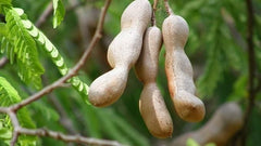 Gronaa Tamarind Seeds (Free Pot Mixture 100 gm)