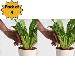 Gronaa Plant Grow Fertilizer Sticks For Plants - 50 Stick Pack of 2 & 4