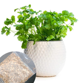 Gronaa Organic Coriander seeds for Gardening (Pack of 20)