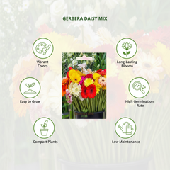 Gerbera Mix Flowering Seeds for Beautiful Blossoms, Ideal for Planting and Gardening Enthusiasts