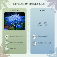 Lily Equinox Flower Bulbs Seeds