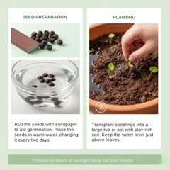 20 Pcs Japanese Bonsai Lotus Seeds Pack of 1