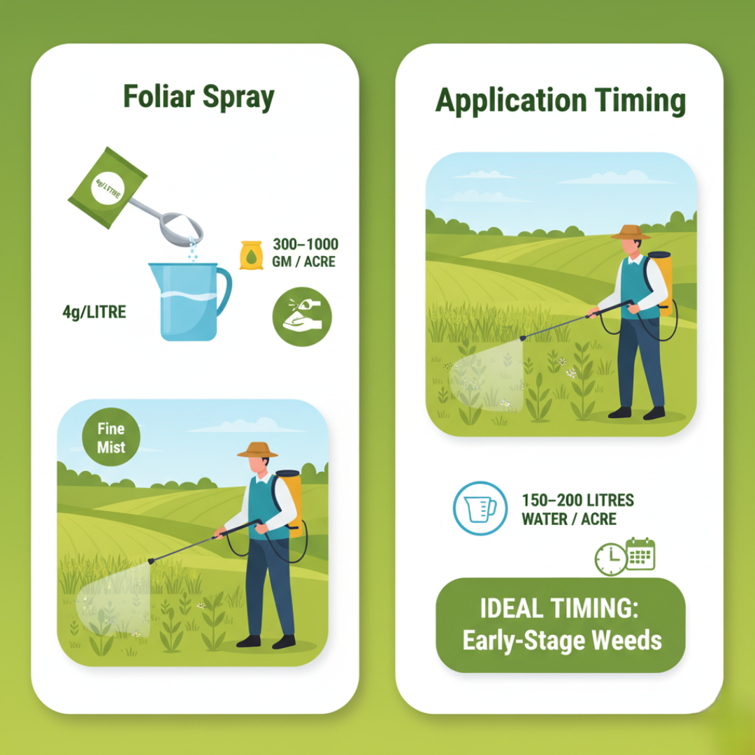 Shaktiman  2,4-D Sodium Salt 80%WP Diman Selective Herbicide 500Gm