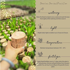 Gronaa Brazilian Lucky Wood, Mini Home Plant Decorations