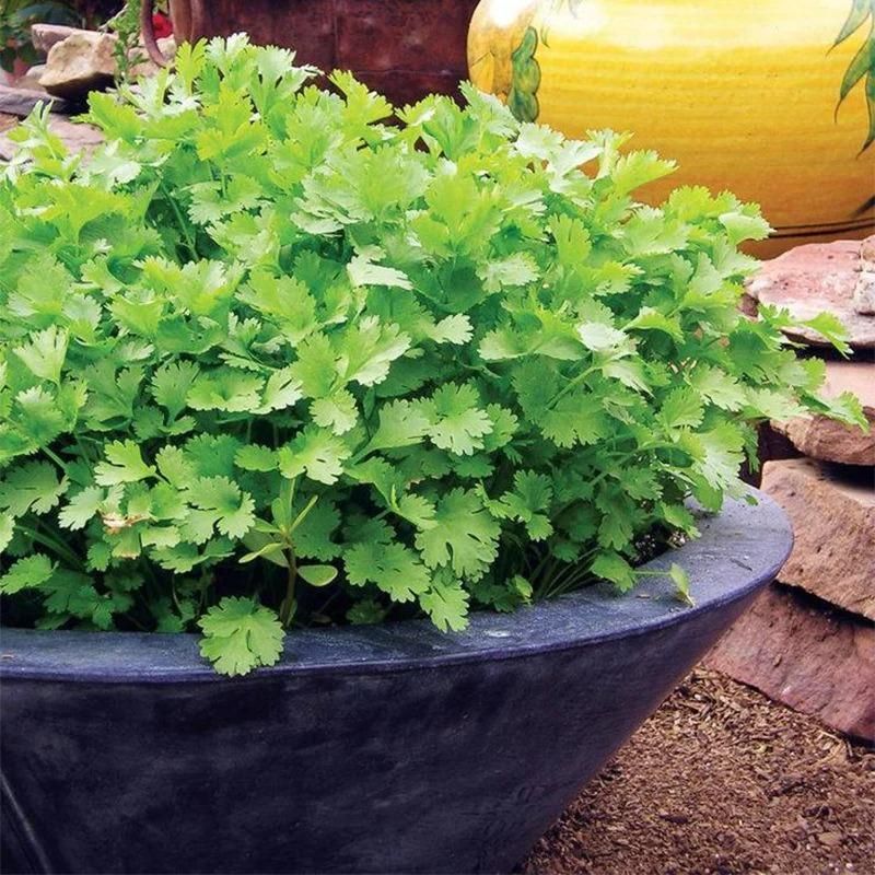 Gronaa Organic Coriander seeds for Gardening (Pack of 20)