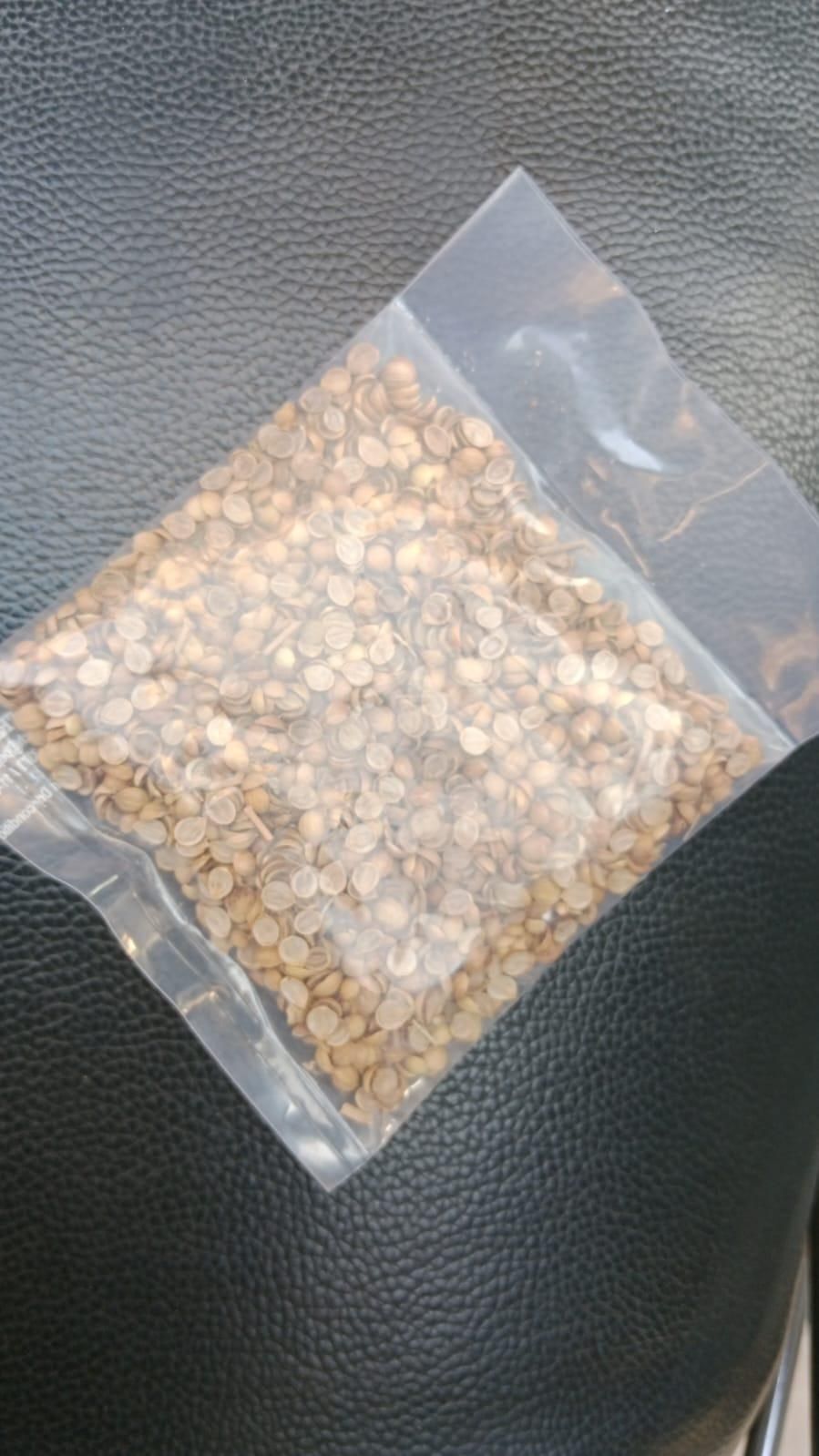 Gronaa Organic Coriander seeds for Gardening (Pack of 20)