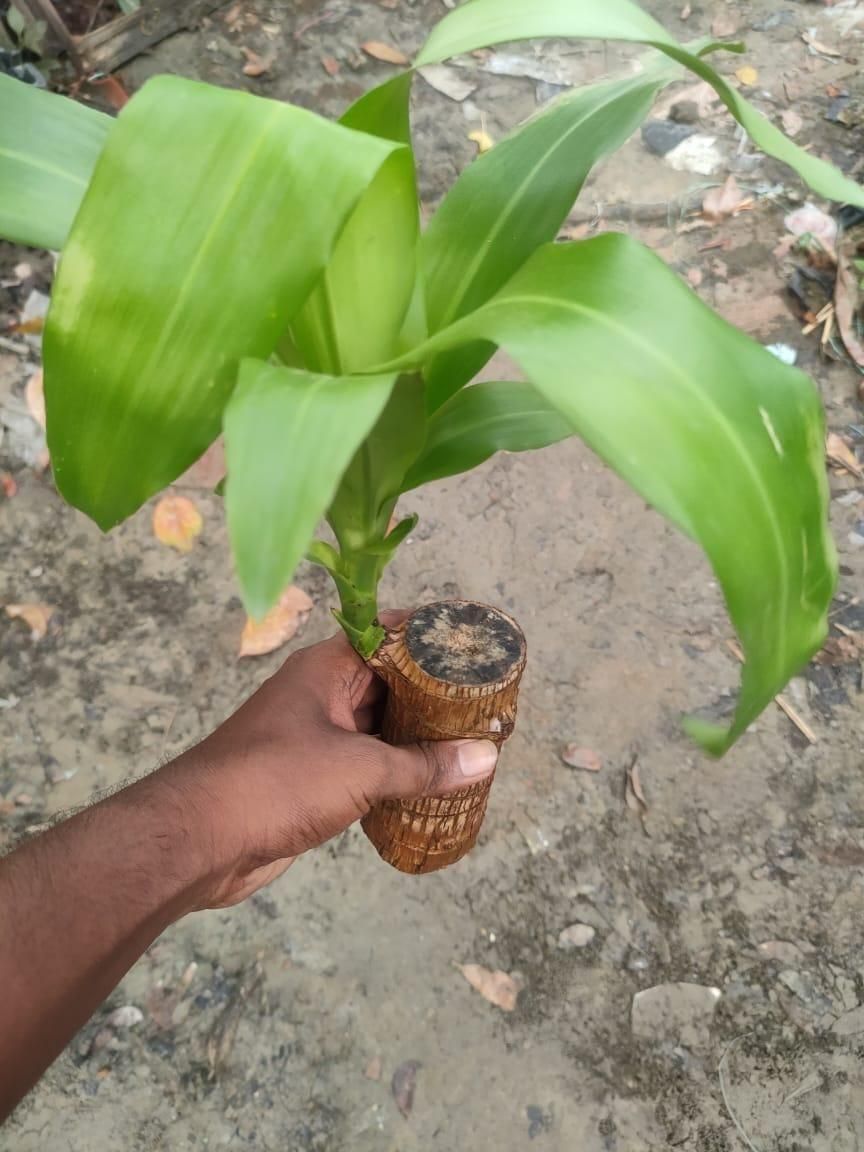 Gronaa Brazilian Lucky Wood, Mini Home Plant Decorations