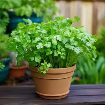 Gronaa Organic Coriander seeds for Gardening (Pack of 20)