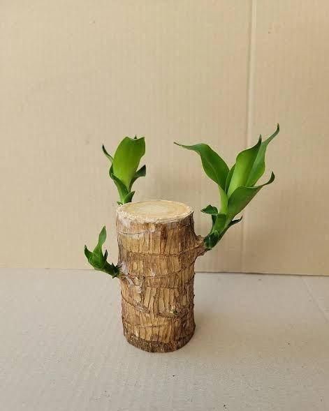 Gronaa Brazilian Lucky Wood, Mini Home Plant Decorations