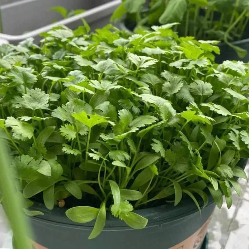 Gronaa Organic Coriander seeds for Gardening (Pack of 20)