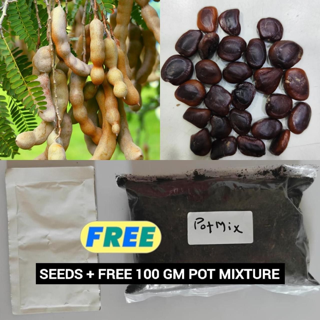 Gronaa Tamarind Seeds (Free Pot Mixture 100 gm)