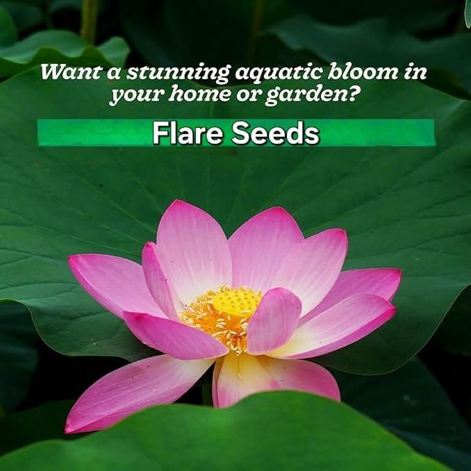 20 Pcs Japanese Bonsai Lotus Seeds Pack of 1