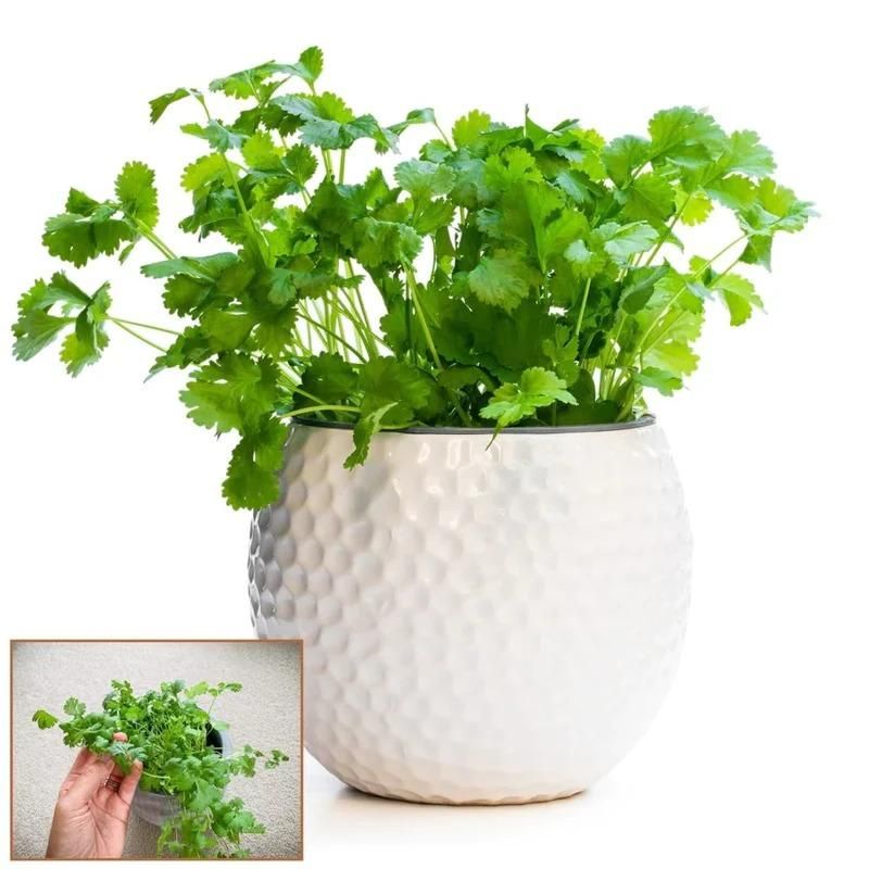 Gronaa Organic Coriander seeds for Gardening (Pack of 20)