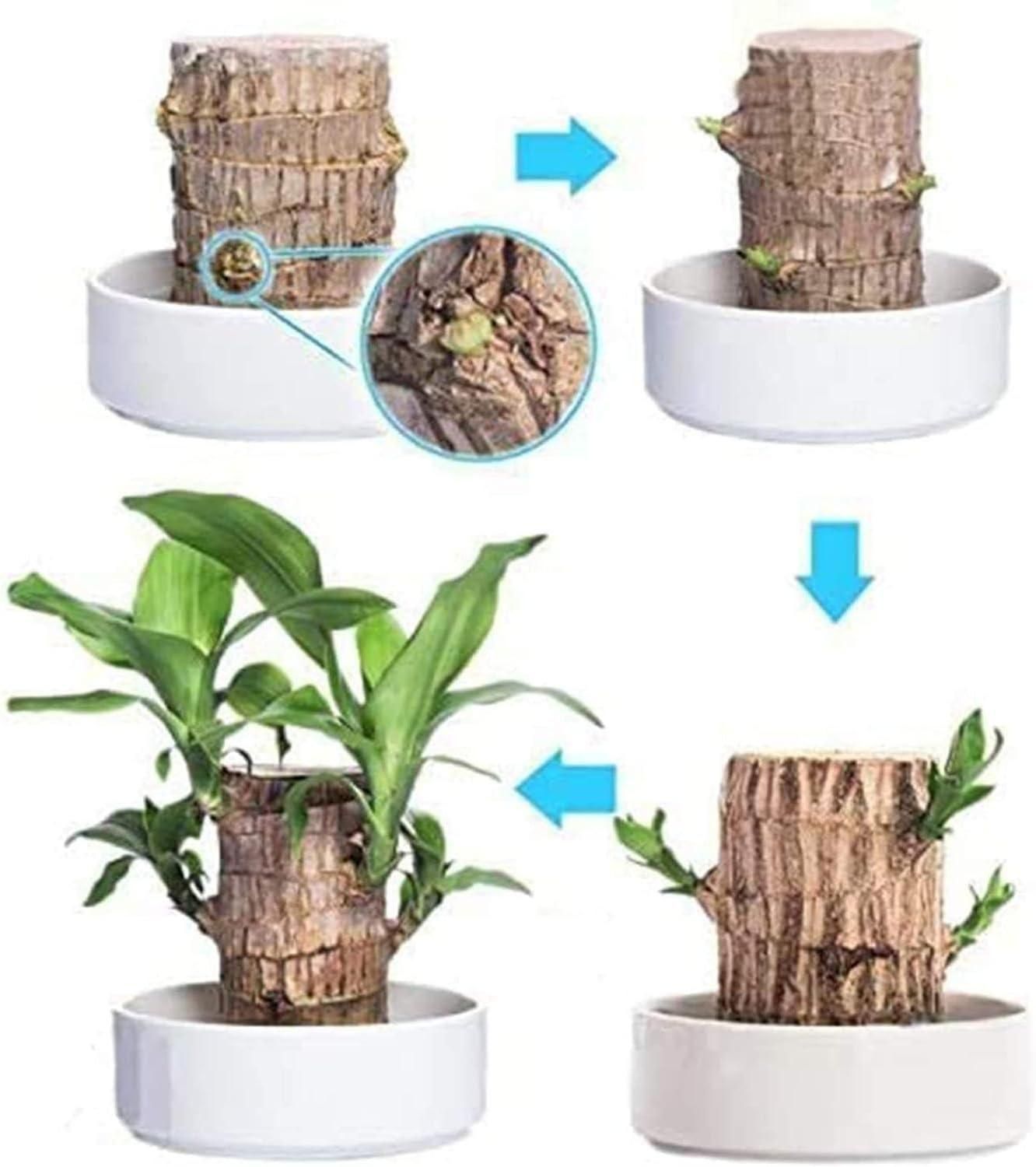 Gronaa Brazilian Lucky Wood, Mini Home Plant Decorations