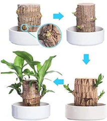 Gronaa Brazilian Lucky Wood, Mini Home Plant Decorations