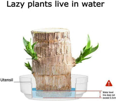 Gronaa Brazilian Lucky Wood, Mini Home Plant Decorations