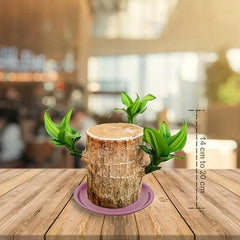 Gronaa Brazilian Lucky Wood, Mini Home Plant Decorations