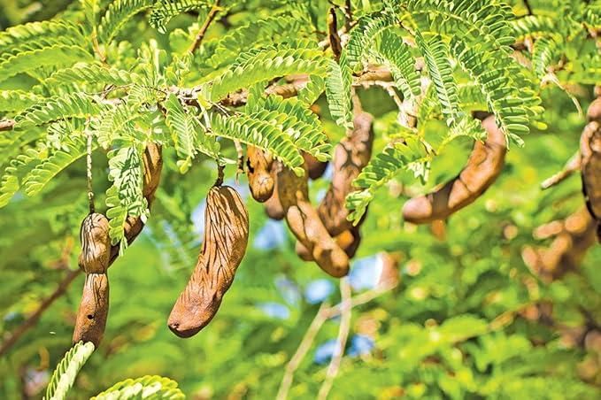 Gronaa Tamarind Seeds (Free Pot Mixture 100 gm)