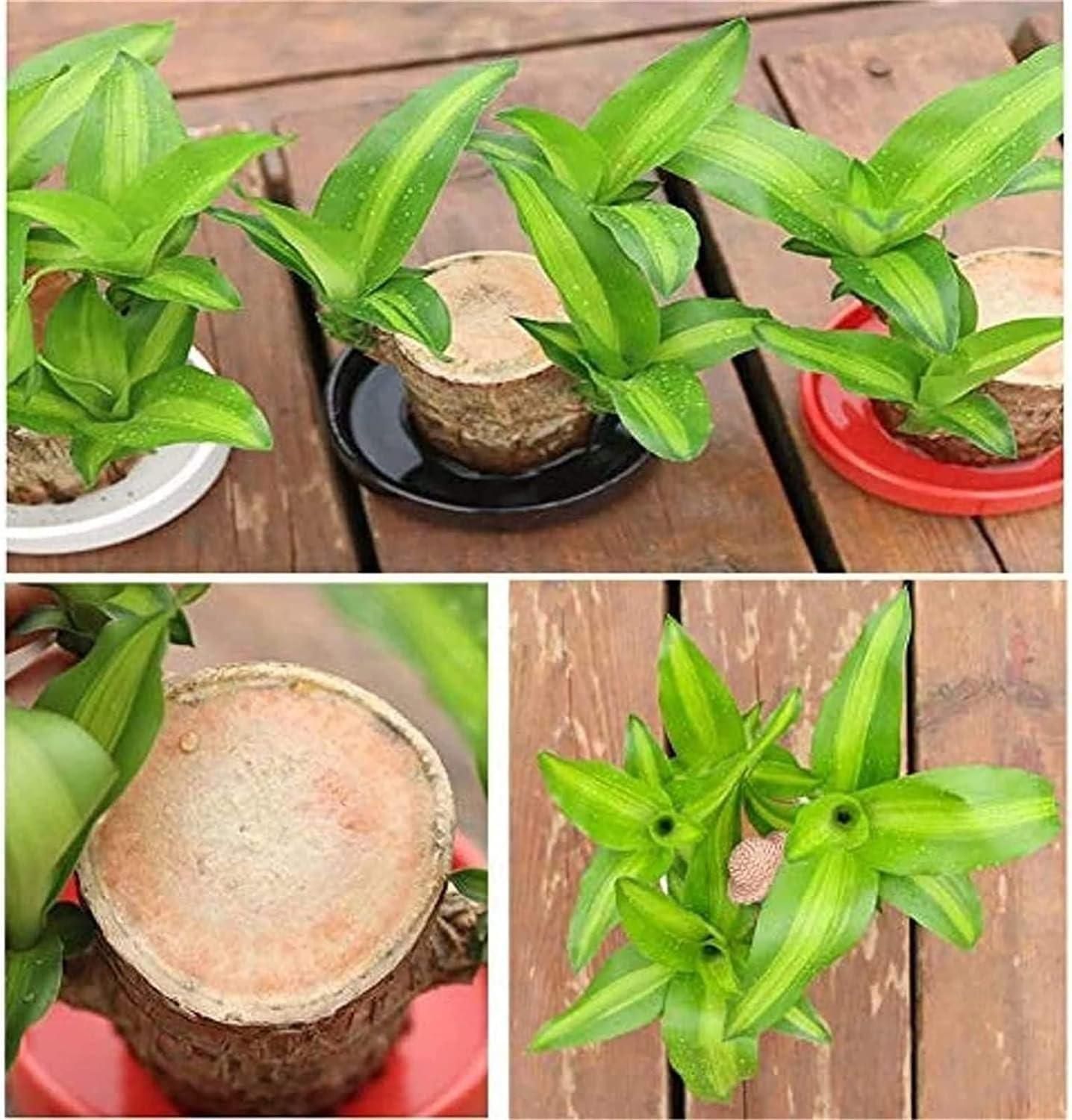Gronaa Brazilian Lucky Wood, Mini Home Plant Decorations