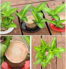 Gronaa Brazilian Lucky Wood, Mini Home Plant Decorations