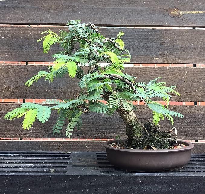 Gronaa Tamarind Seeds (Free Pot Mixture 100 gm)
