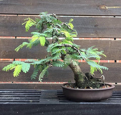 Gronaa Tamarind Seeds (Free Pot Mixture 100 gm)