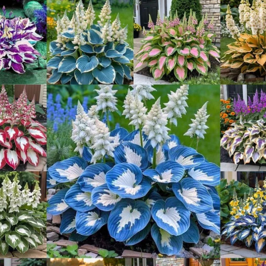 Gronaa Shade-Tolerant and Cold-Hardy Hosta Flowers