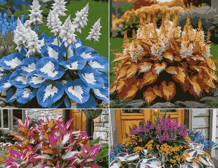 Gronaa Shade-Tolerant and Cold-Hardy Hosta Flowers