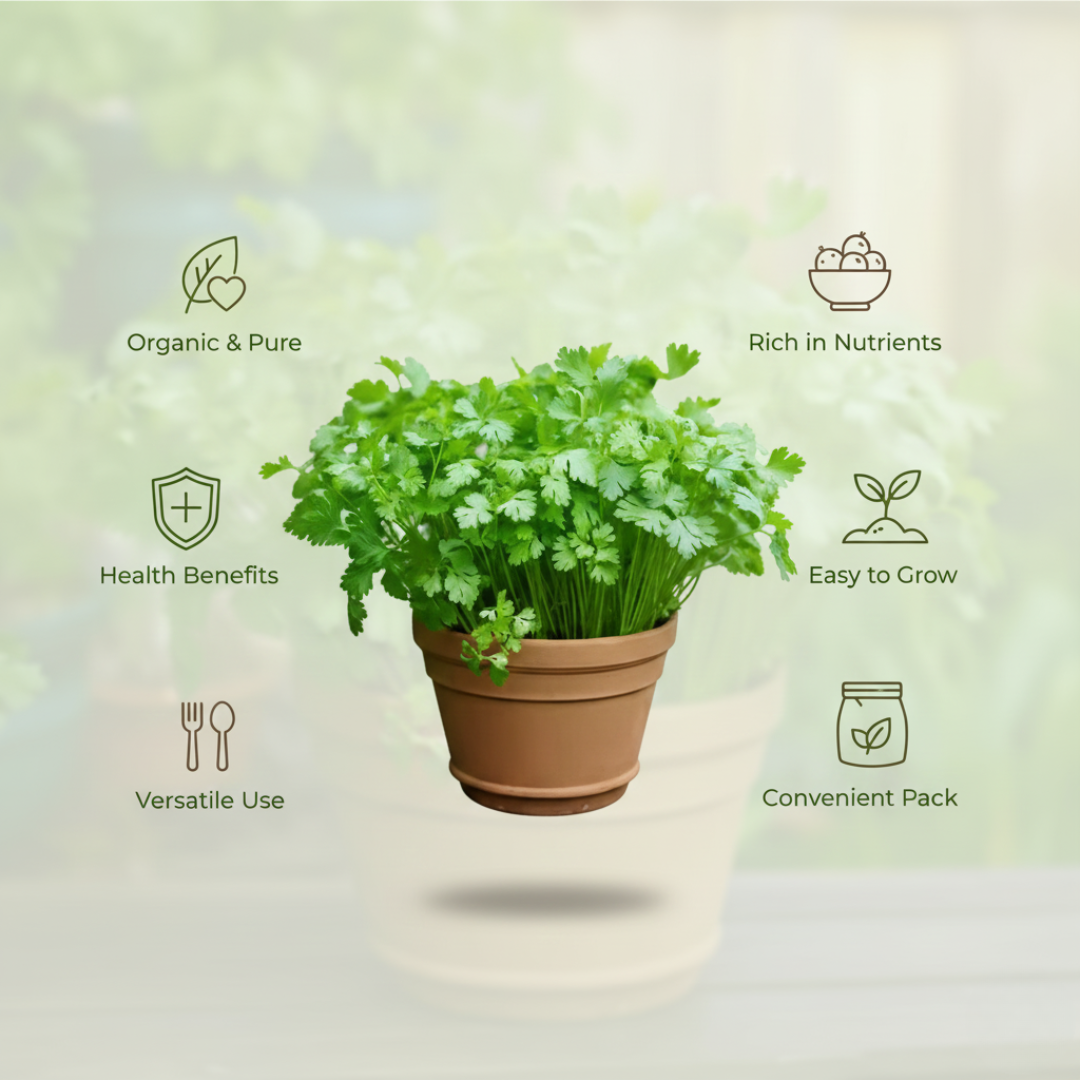Gronaa Organic Coriander seeds for Gardening (Pack of 20)
