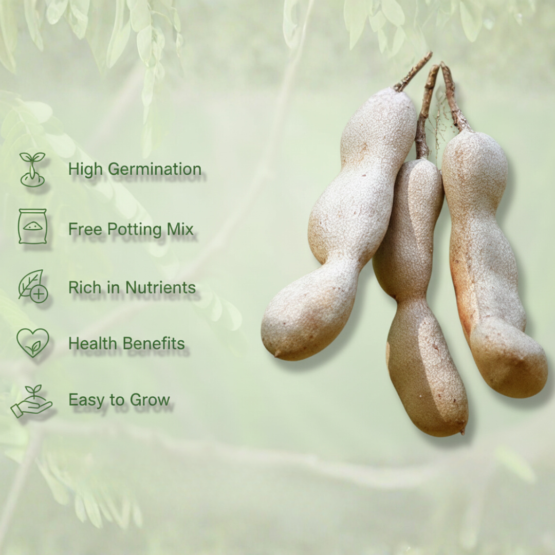 Gronaa Tamarind Seeds (Free Pot Mixture 100 gm)