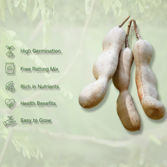 Gronaa Tamarind Seeds (Free Pot Mixture 100 gm)