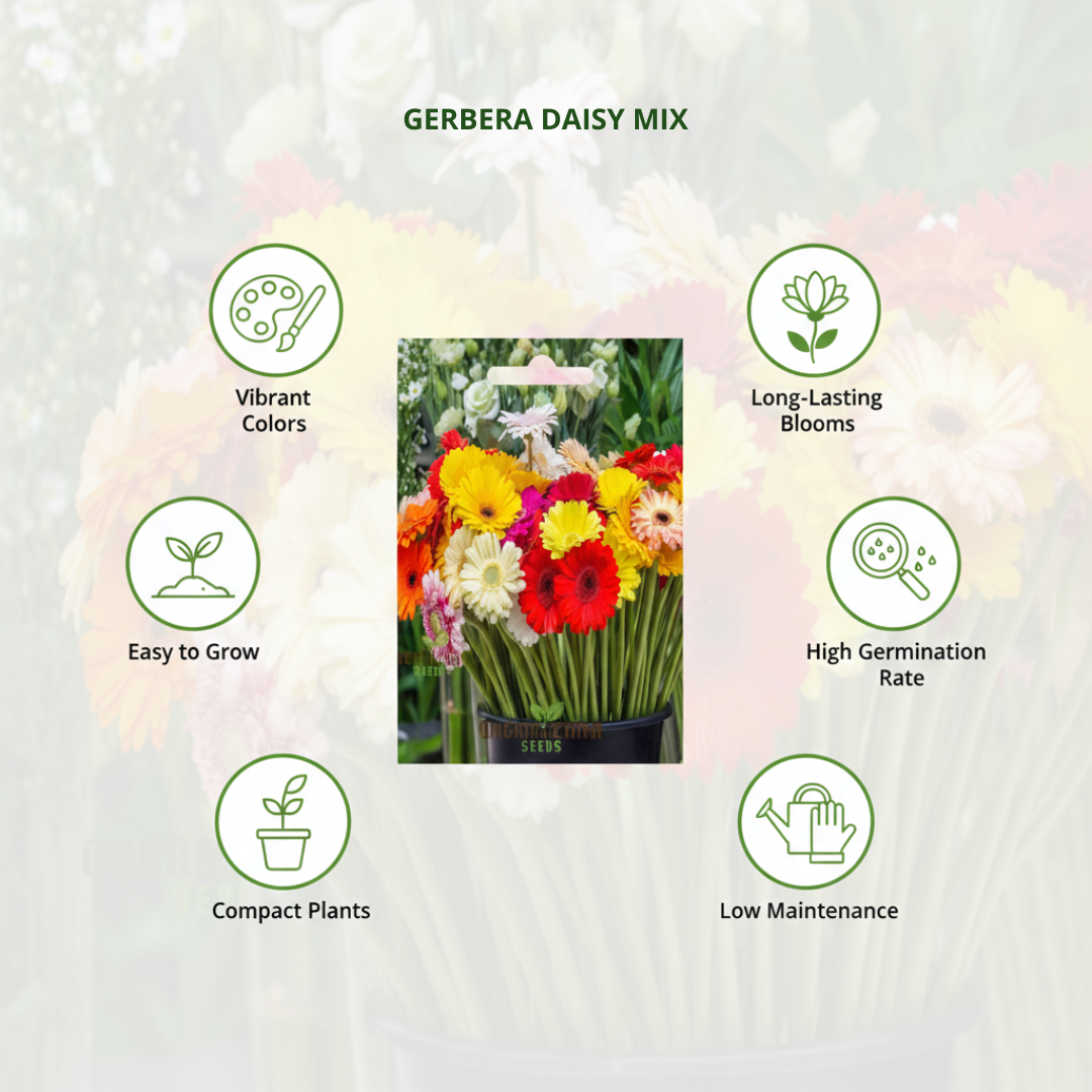 Gerbera Mix Flowering Seeds for Beautiful Blossoms, Ideal for Planting and Gardening Enthusiasts