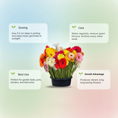 Gerbera Mix Flowering Seeds for Beautiful Blossoms, Ideal for Planting and Gardening Enthusiasts