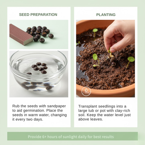 20 Pcs Japanese Bonsai Lotus Seeds Pack of 1